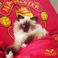 manchester_united_170104