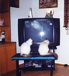 Tv with cats